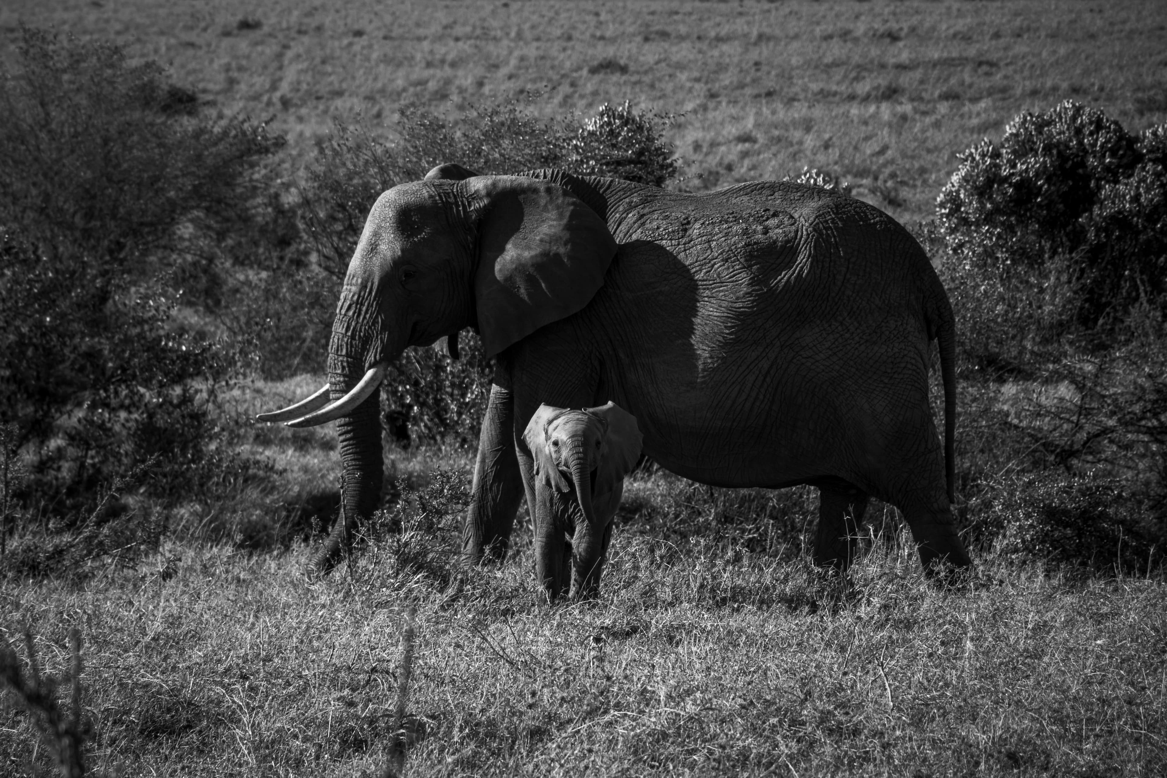 Source photo of a black and white elephant photograph